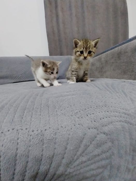 Отдам котят в хорошие руки