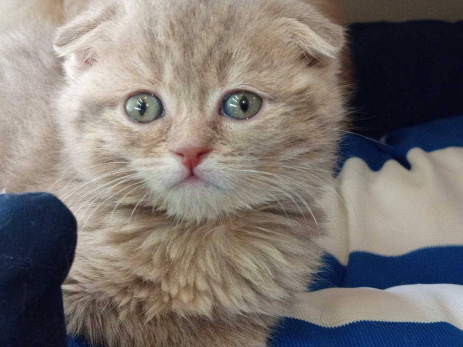 Шотландски клепоухи котенца