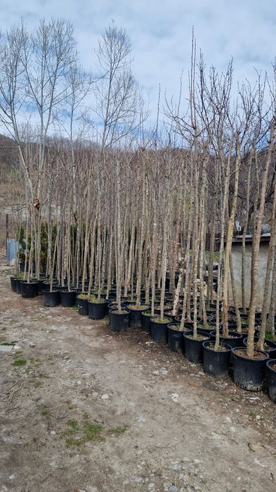 Catalpa  tei mesteacăn  platan