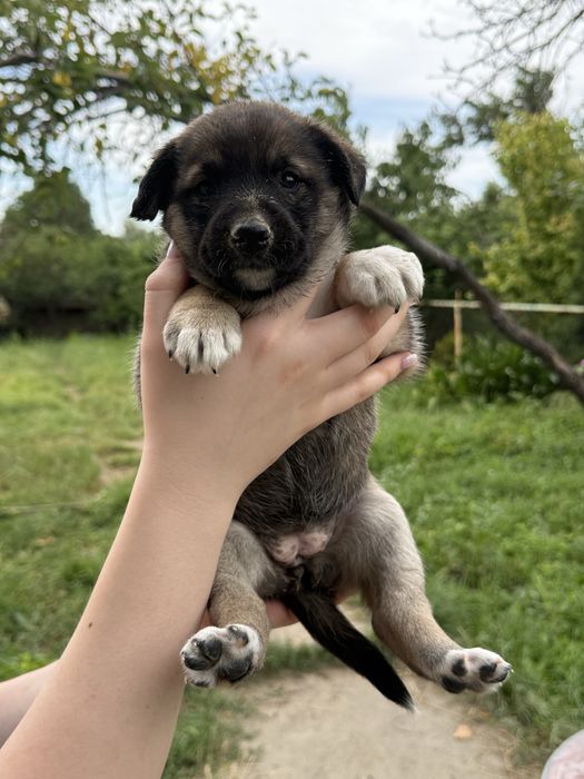 Щенки ищут любящий дом