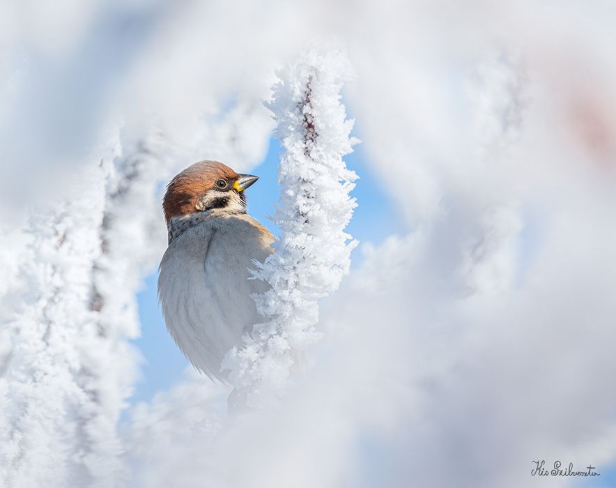 Sigma 100-400mm F5-6.3 DG DN OS - SONY E