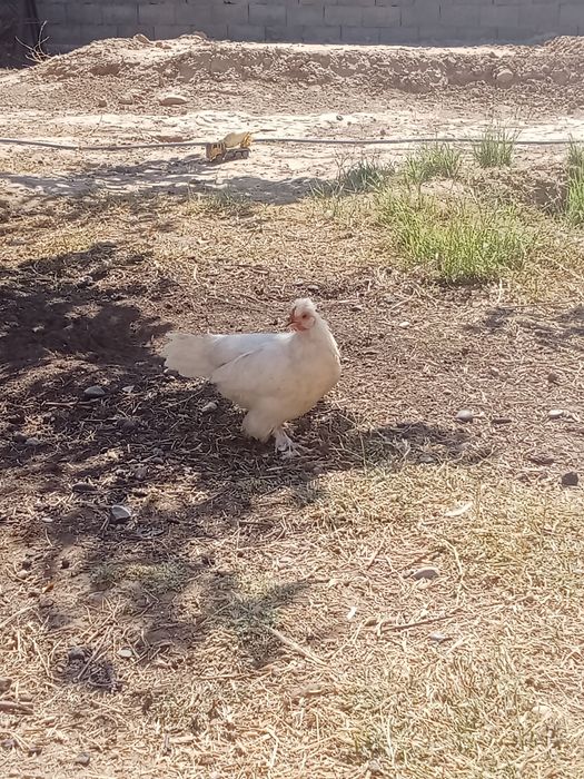 карликовые куры срочно