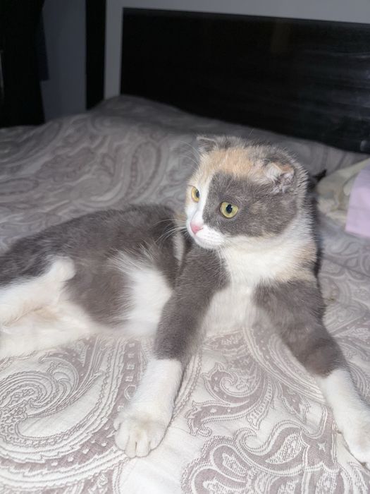 Шотландская вислоухая кошка (Scottish Fold)