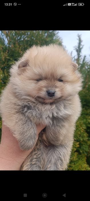 Померан/Померани