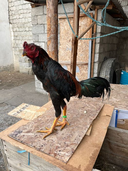 Бойтсовые даканы