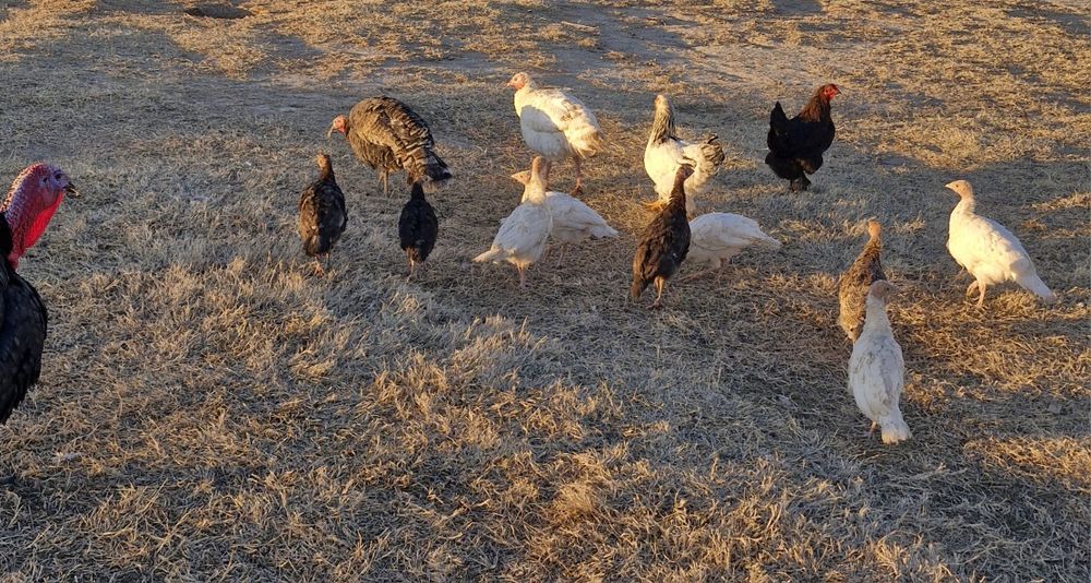 Kurka jujalari sotiladi 3 oylik