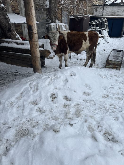 Продается бык симентал