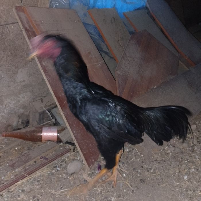 Dakan xoʻroz sotiladi