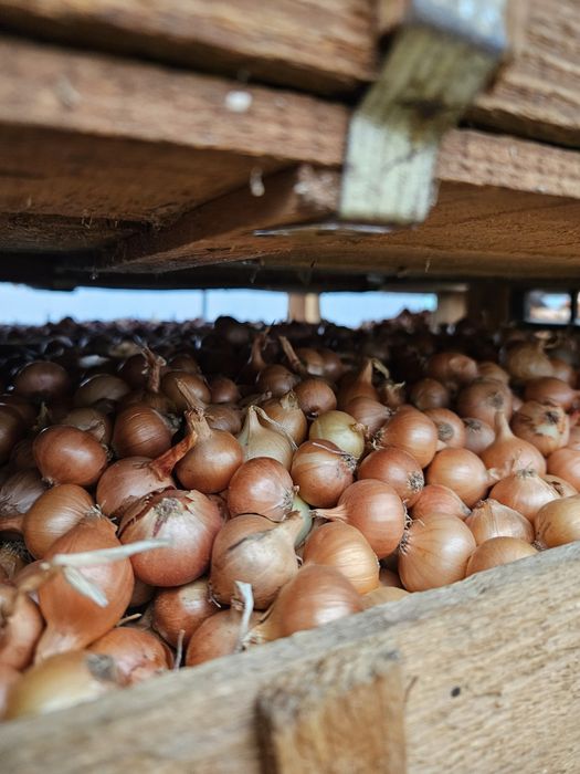 Арпаджик /ситен/среден/едър