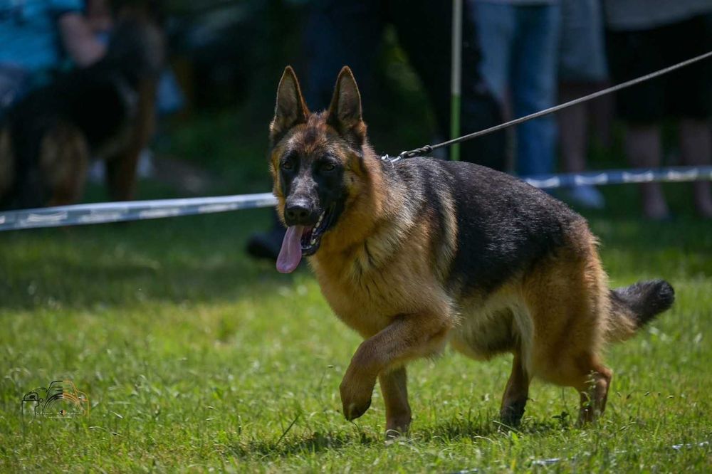 Немска овчарка на 98 дена