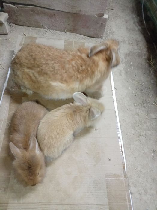 Burgunskiy ona quyon