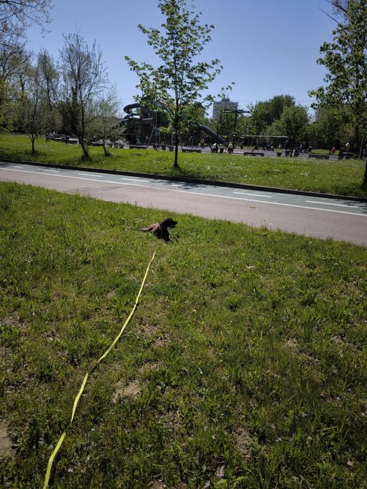 Dresaj canin, reabilitare comportamentală, disciplina, vână