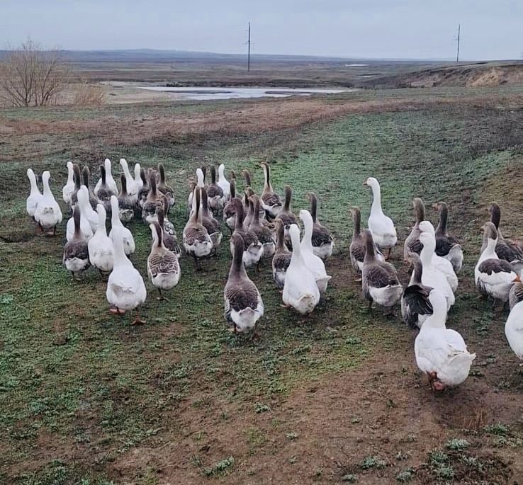 Срочно продам гуси