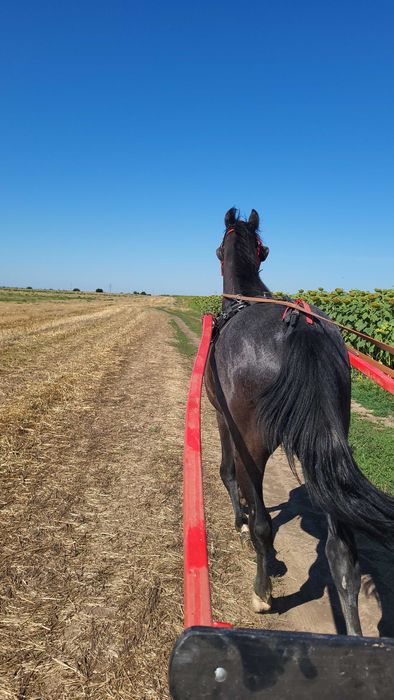 Carlan din tata KWPN si mamă TRĂPAȘ  varsta 1.3 luni