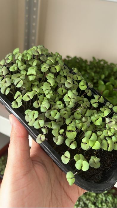 Микрозелень на кшт