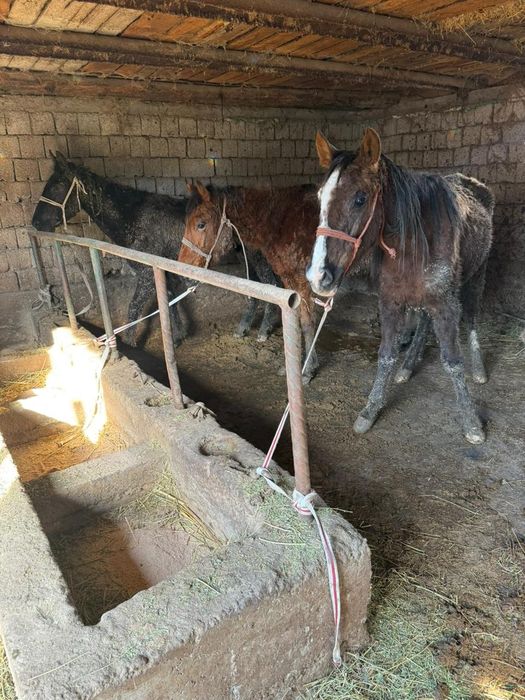 Үш бас байталдар бар