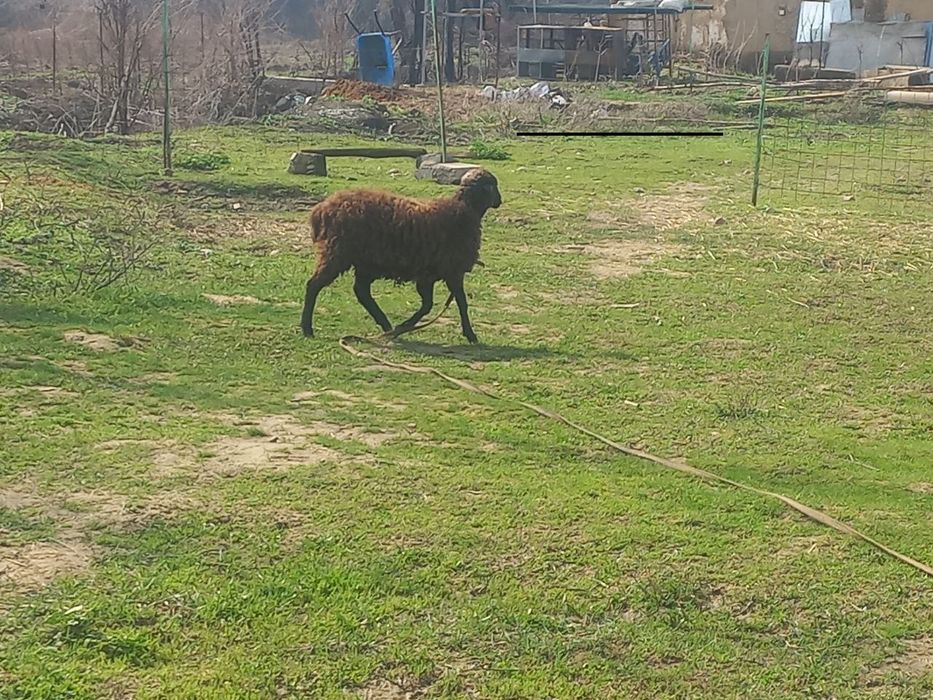 Жайдари кузи совликлар