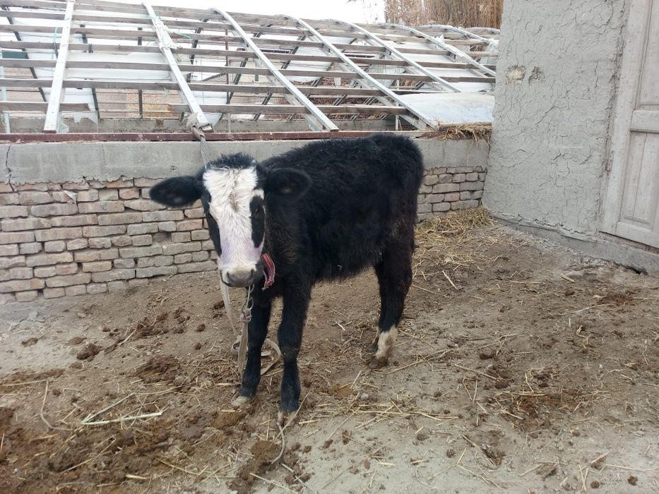 Гуножин пародали