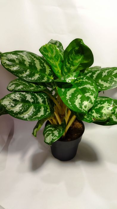 Продам сортовые Аглаонемы