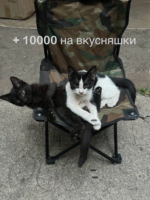 Котята в подарок . + 10 000 на корм и прочее .