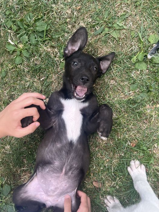 Cățeluși pui  Doi pui adorabili: fetiță neagră și băiețel alb, deparazitați intern și extern. Baia Sprie, Maramureș. Își caută familie iubitoare!