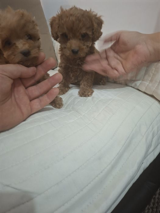Pudel red talie mica