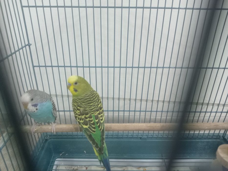 Папугай вместе с клетки