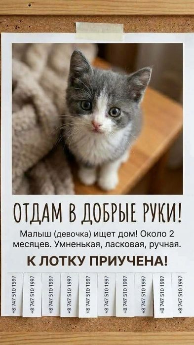Отдам кошечку. Около 2хмесяцев возраст.