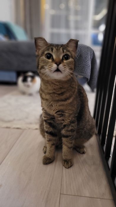 Отдаём кошечку в добрые руки