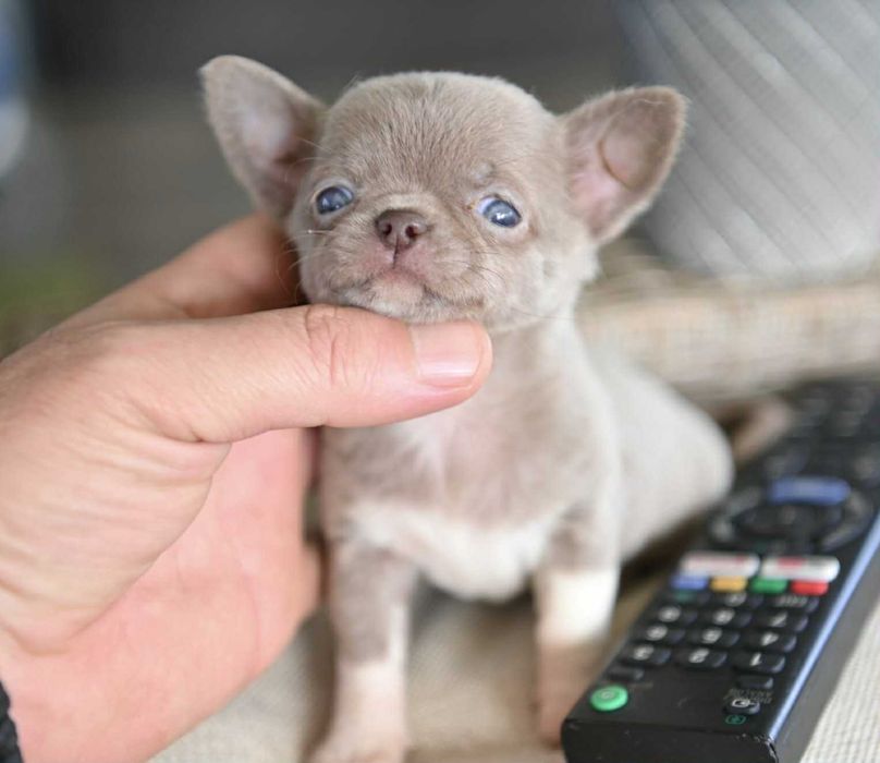 Женско миниатюрно чихуахуа лилаво