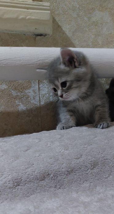 Отдам котят британцев
