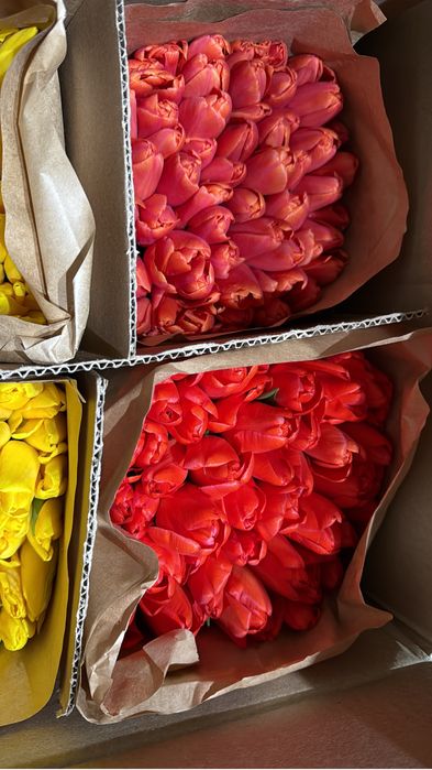 Тюльпаны 600 тг Павлодар