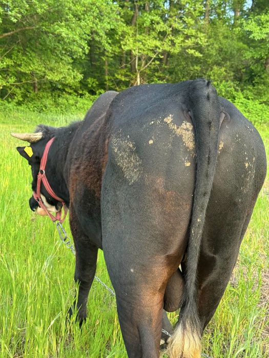 Vând taur belgian