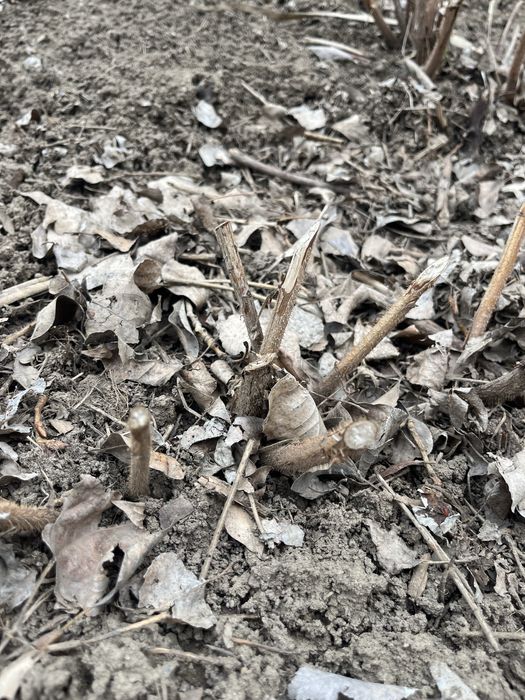 клубника саженцы