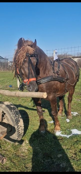 Vand cal armasar varsta 4 ani