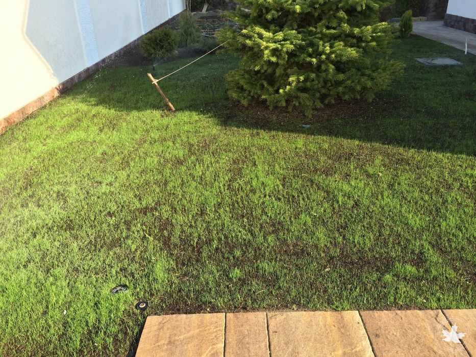 Тайор газон рулонный (установка поливочного системы)