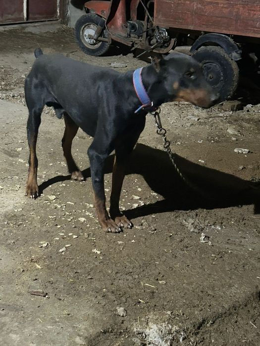 Продается доберман.