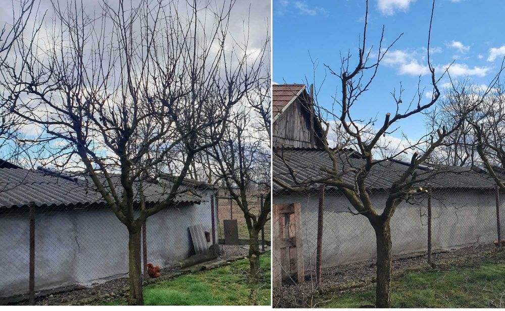 Curățarea/ tăierea/ toaletarea pomilor fructiferi