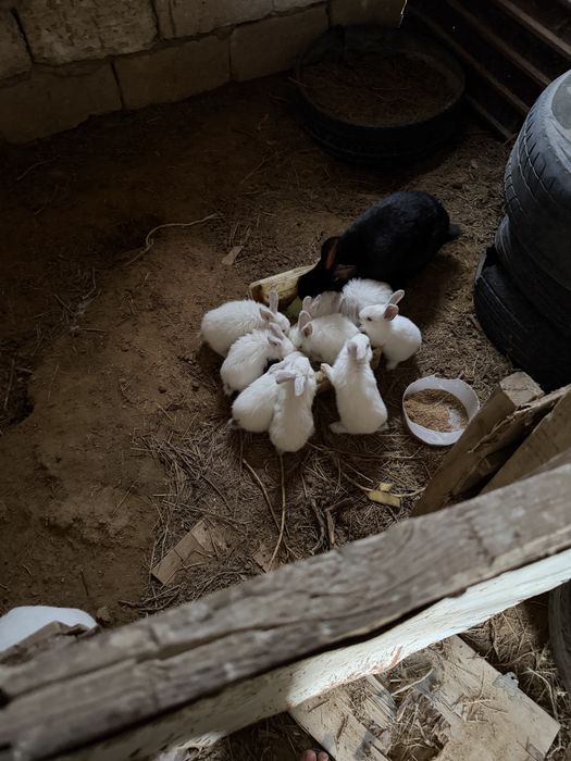 Кожек 1 айдан кетти