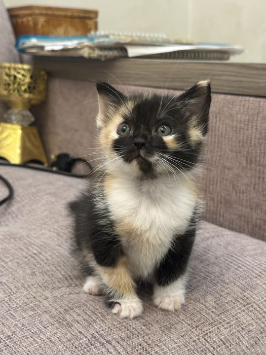 Котята в хорошие руки!