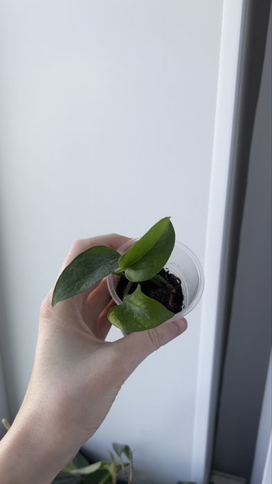 Голдфингер голдфингер