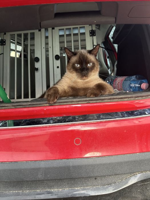 Transport animale caini si pisici