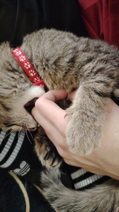 Дам небольшого кота с лотком и с миской с наполнителем