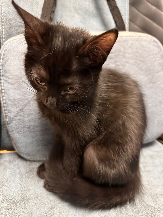 Котёнок ищет семью