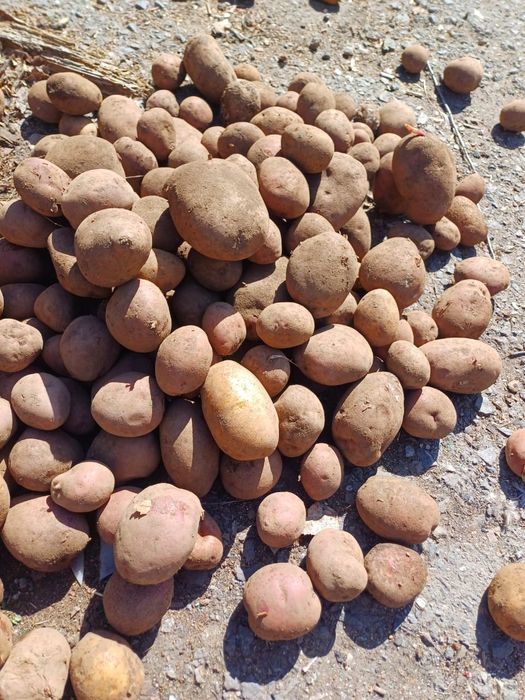 Картофель едовой