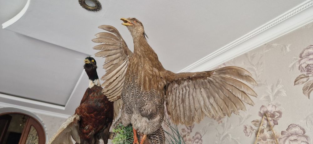 Продаются чучела 2 фазанов