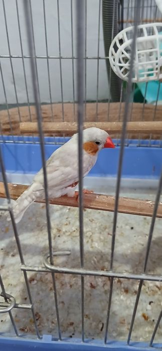 Амадины зебровые пара
