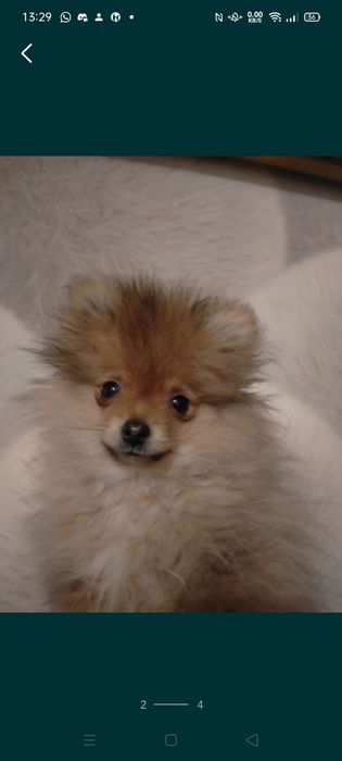 Пр.щенка мини шпица мальчик 4 мес.