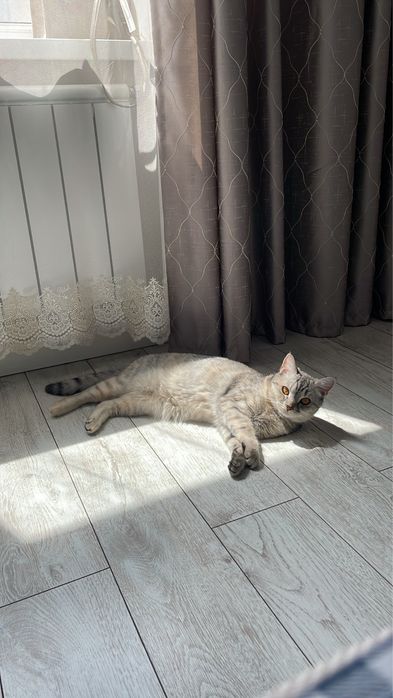 Кошка в добрые руки