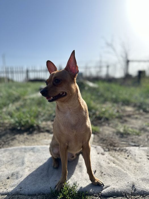 Кабель ищет себе подругу